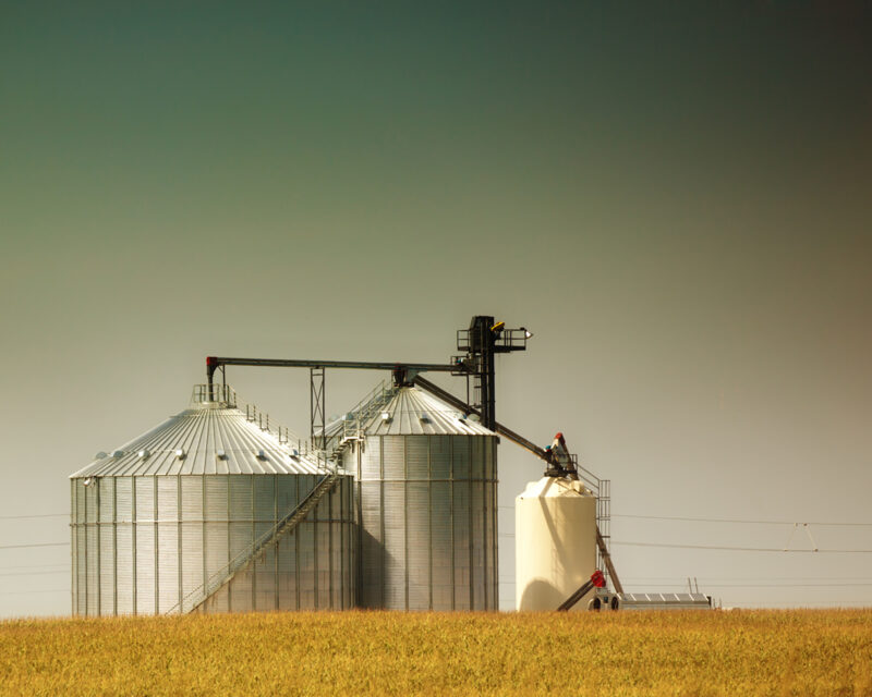 Storage grain bin silos in a field of matured corn crop in harvest time.